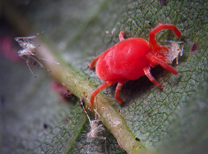 Trombidium sp. predatore di Afidi